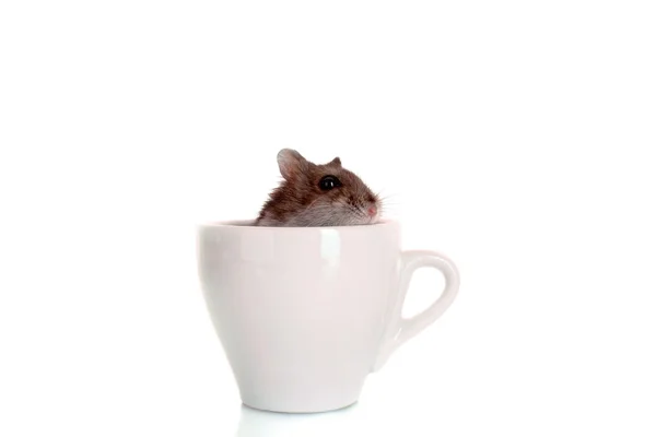 Jovem hamster em copo branco isolado em branco — Fotografia de Stock