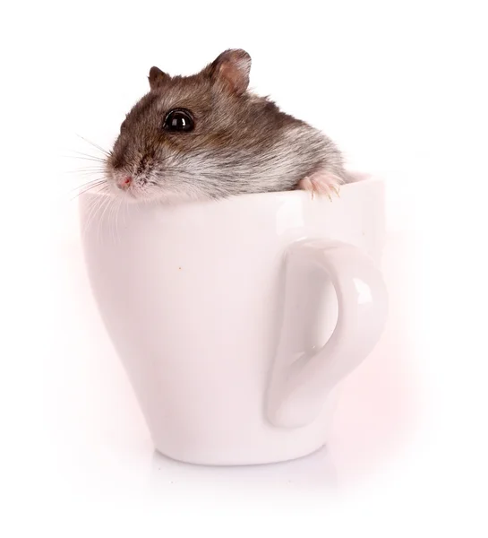 Jovem hamster em copo branco isolado em branco — Fotografia de Stock