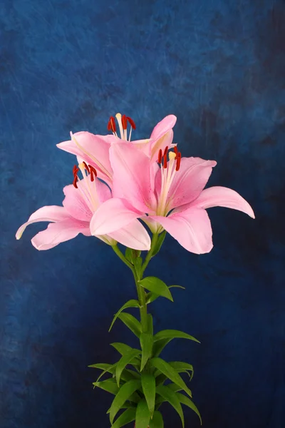 Lily on blue background — Stock Photo, Image