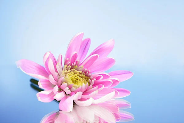 Rosa fresco aster no fundo azul — Fotografia de Stock
