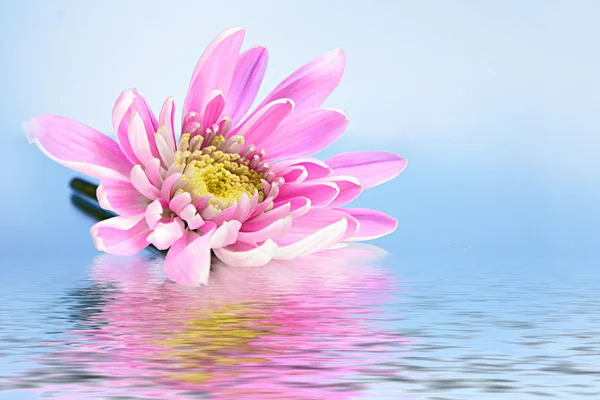 Růžový čerstvé aster ve vodě na modrém pozadí — Stock fotografie