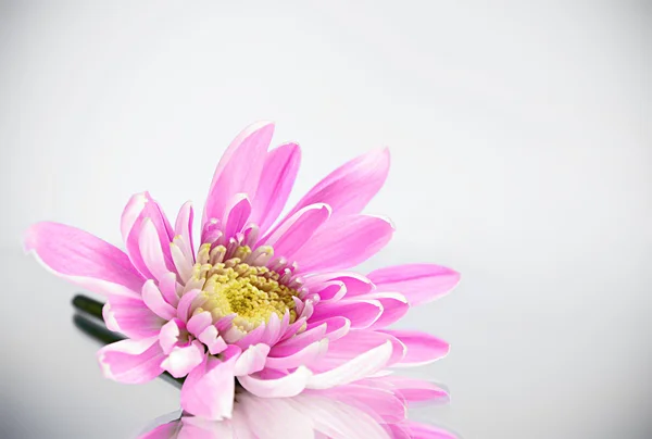 Różowy świeży aster na szarym tle — Zdjęcie stockowe