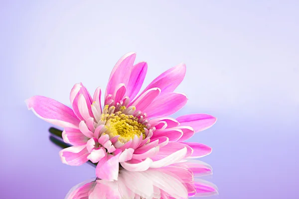 stock image Pink fresh aster on purple background