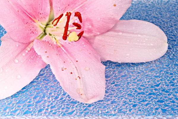 Lily på blå bakgrund — Stockfoto