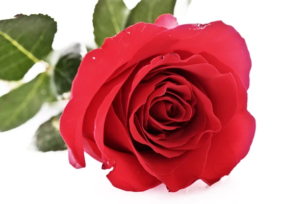 Κόκκινο τριαντάφυλλο closeup απομονώνονται σε λευκό — Φωτογραφία Αρχείου