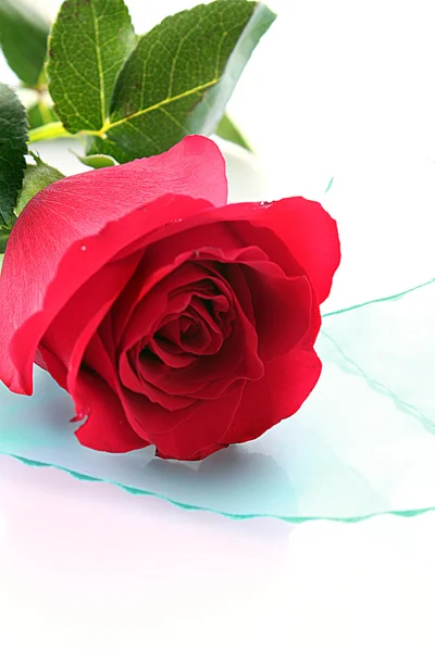 Rose on blue background — Stock Photo, Image