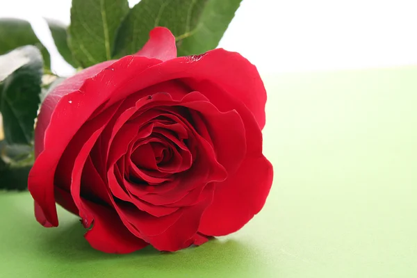Τριαντάφυλλο σε πράσινο φόντο — Φωτογραφία Αρχείου