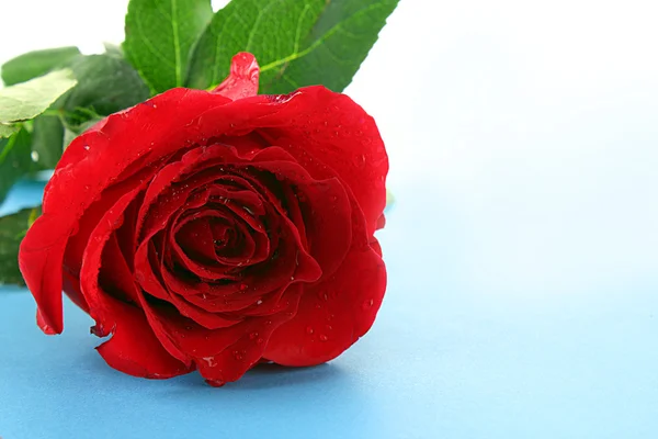 Róża na niebieskim tle — Zdjęcie stockowe