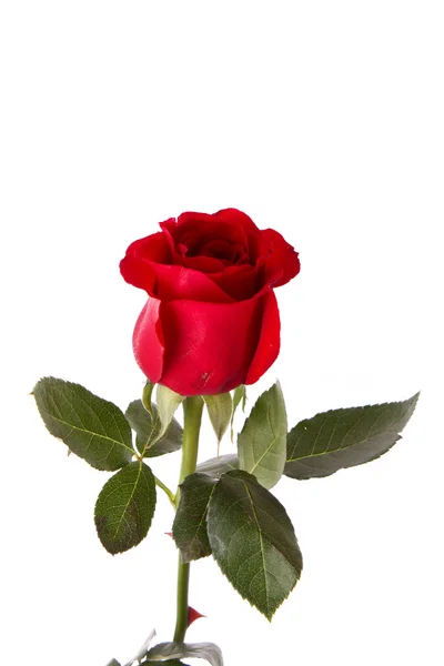 红玫瑰特写在白色上 — 图库照片