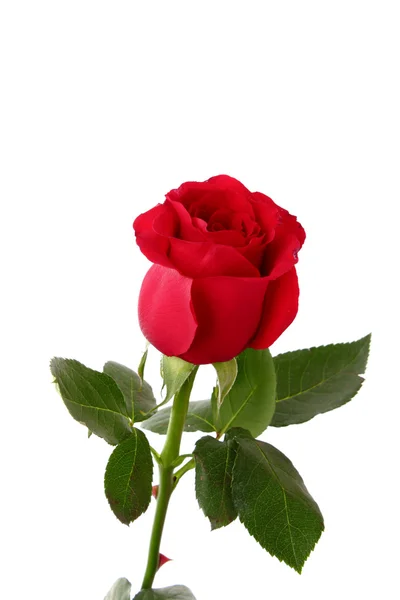 Rote Rose Nahaufnahme isoliert auf Weiß — Stockfoto