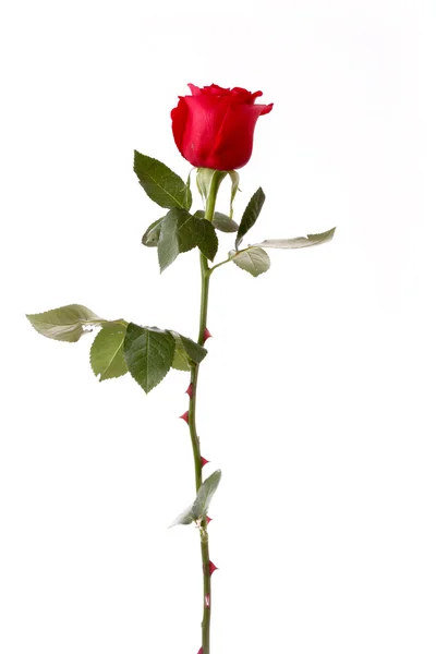 Rosa roja primer plano aislado en blanco —  Fotos de Stock