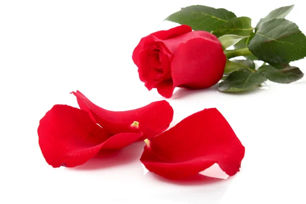 Czerwona róża z płatkami spadł na białym tle — Zdjęcie stockowe