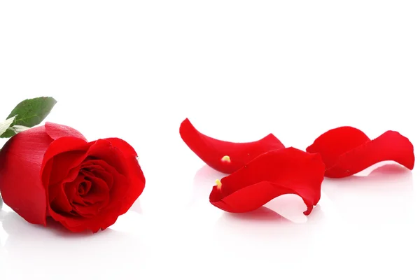 Rosa rossa con petali caduti isolati su bianco — Foto Stock