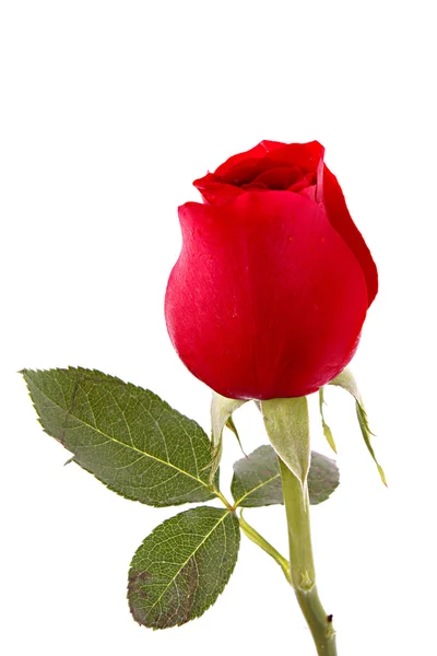 Rosa roja primer plano aislado en blanco —  Fotos de Stock