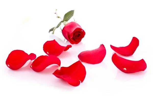 红玫瑰与堕落花瓣上白色隔离 — 图库照片