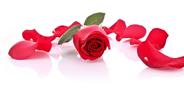 Rosa roja con pétalos caídos aislados en blanco — Foto de Stock