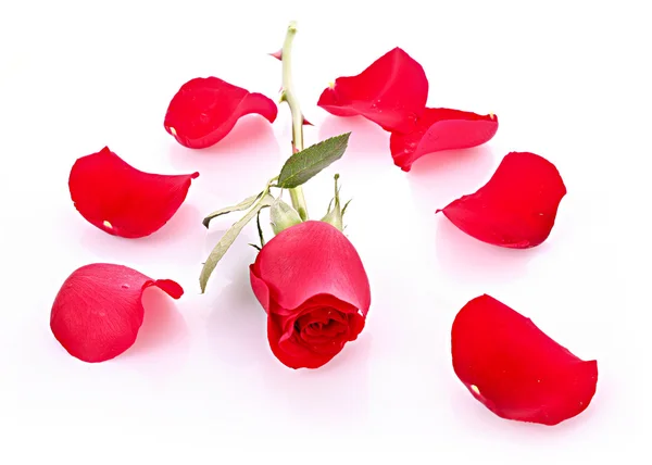 Elszigetelt fehér elesett szirmok piros rózsa — Stock Fotó
