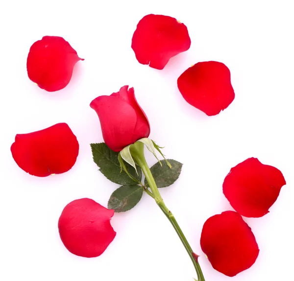 Rosa vermelha com pétalas caídas isoladas em branco — Fotografia de Stock