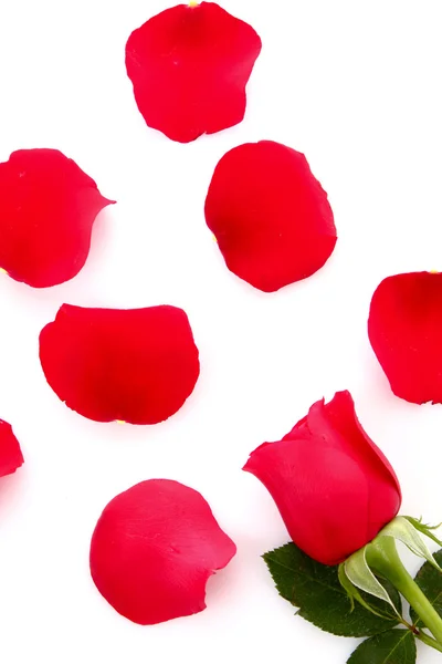 白で隔離される落ちた花びらと赤いバラ — ストック写真