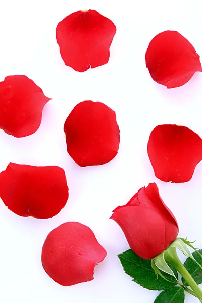 Rosa roja con pétalos caídos aislados en blanco —  Fotos de Stock