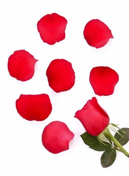 Rosa vermelha com pétalas caídas isoladas em branco — Fotografia de Stock