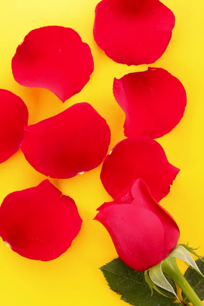 Rosa vermelha com pétalas caídas no fundo laranja — Fotografia de Stock