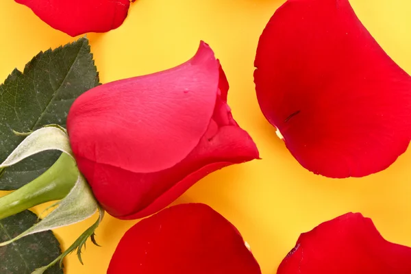 Rosa roja con pétalos caídos sobre fondo naranja —  Fotos de Stock