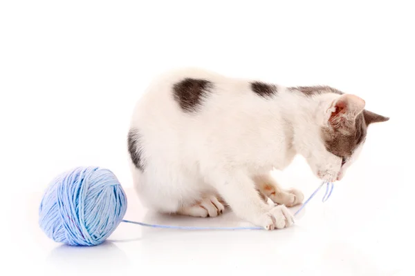 Kat en blauw wol bal geïsoleerd op wit — Stockfoto