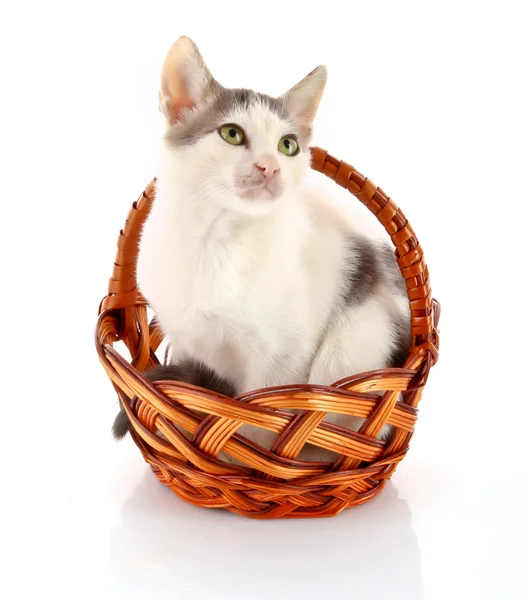 Pequeño gato en cesta aislado en blanco —  Fotos de Stock