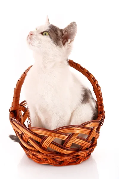 Small cat in basket isolated on white — Stock Photo, Image