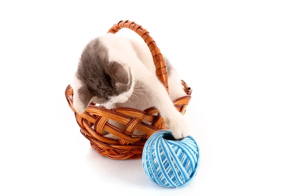Gato na cesta e bola de lã isolado no branco — Fotografia de Stock