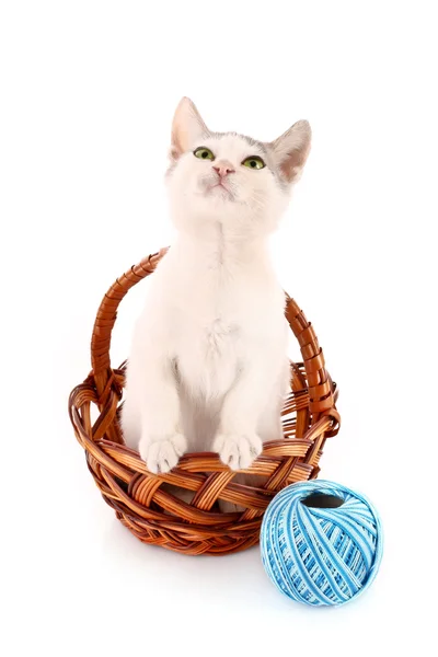 Sepet ve yün topu üzerinde beyaz izole kedi — Stok fotoğraf