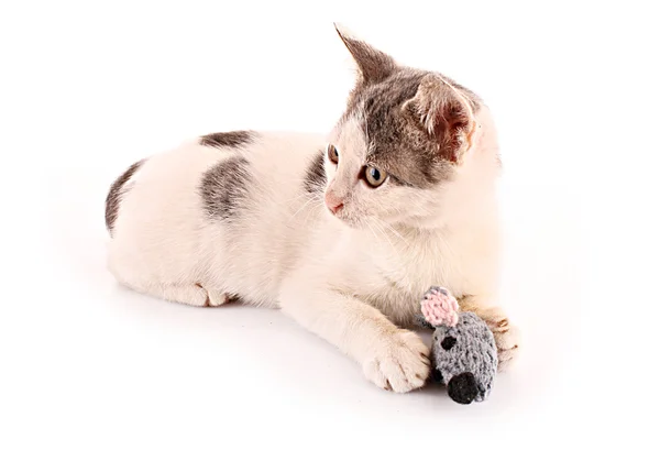 Gatto giocare con il mouse (giocattolo) isolato su bianco — Foto Stock