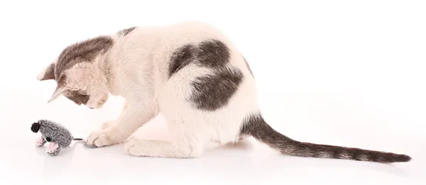 Kočičí hra s myší (hračky) izolované na bílém — Stock fotografie