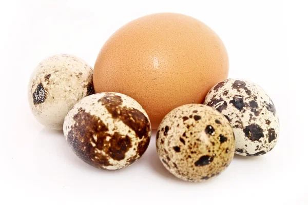 Перепелов и куриных яиц — стоковое фото