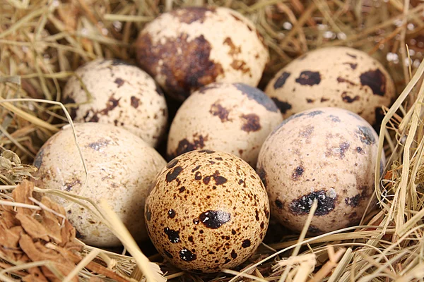 Σανό σε ορτύκια αυγά — Φωτογραφία Αρχείου