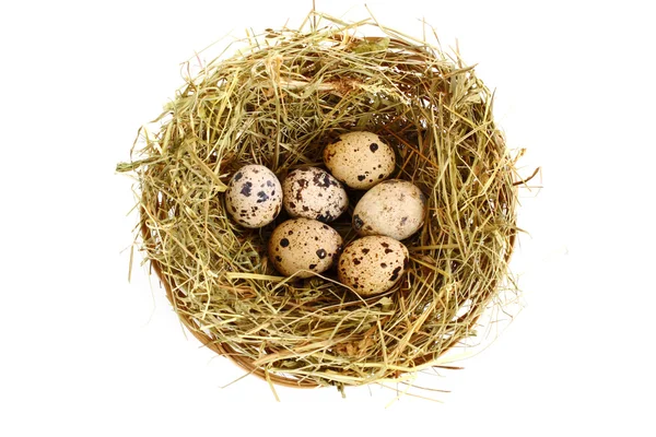 Groupe d'œufs tachetés de cailles dans le nid herbeux isolé sur blanc — Photo