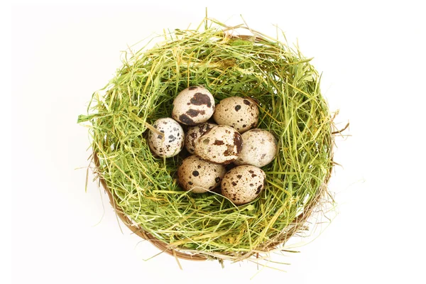 Группа пятнистых яиц перепела в травянистом гнезде, изолированном на белом — стоковое фото