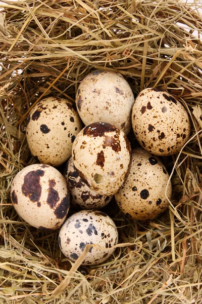 Ovos de codorniz em feno — Fotografia de Stock