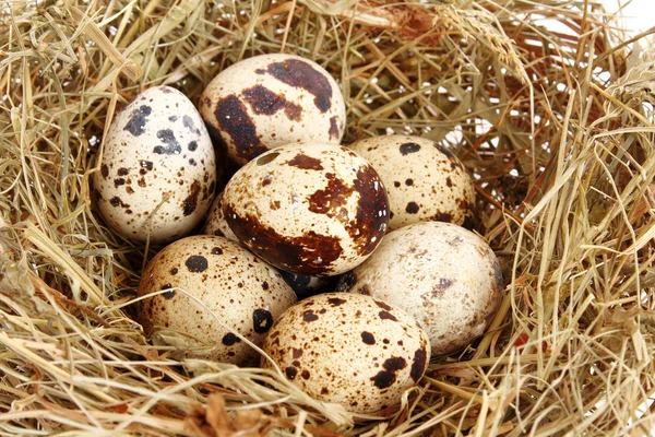 Huevos de codorniz en heno —  Fotos de Stock
