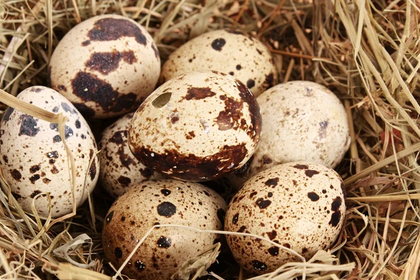 Σανό σε ορτύκια αυγά — Φωτογραφία Αρχείου