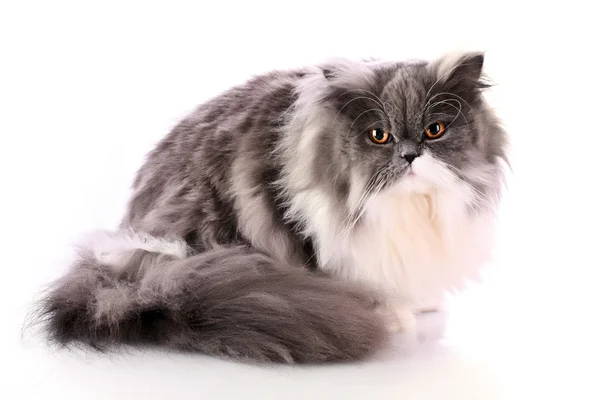 Двуцветная персидская кошка, изолированная на белом — стоковое фото