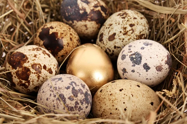 Золотое яйцо с нормальными яйцами — стоковое фото