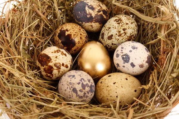 Золотое яйцо с нормальными яйцами — стоковое фото