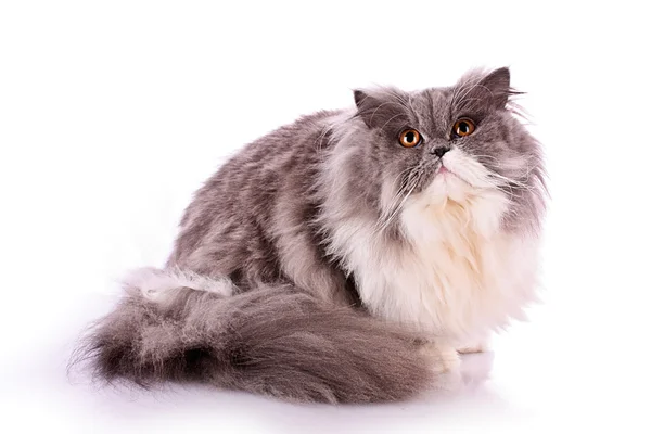 Біколор перський кіт ізольований на білому — стокове фото