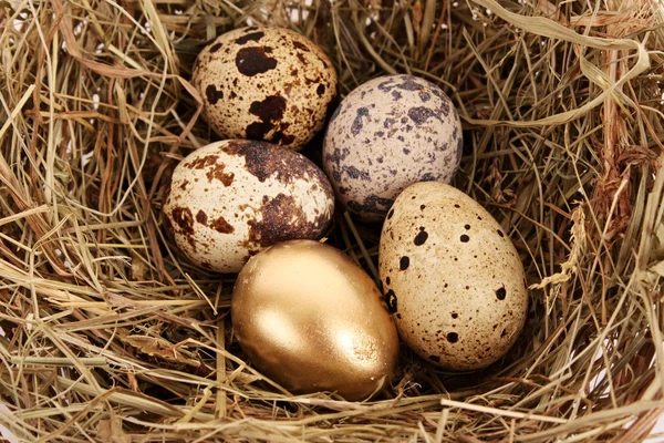 Χρυσό αυγό με κανονική αυγά — Φωτογραφία Αρχείου