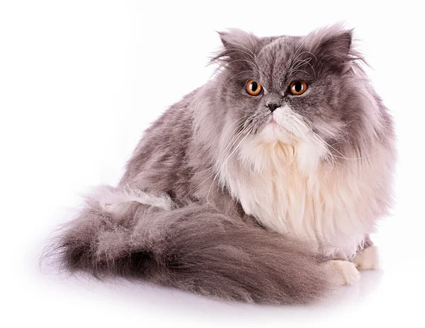 stock image Bicolor persian cat isolated on white