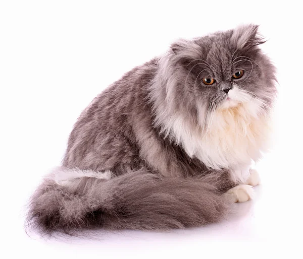 흰색 절연 색 페르시아 고양이 — 스톡 사진