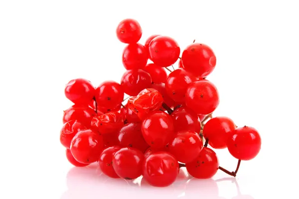 白で隔離されるガマズミ属の木の赤い果実 — ストック写真