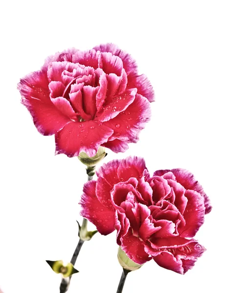 Květiny closeup izolované na bílém — Stock fotografie